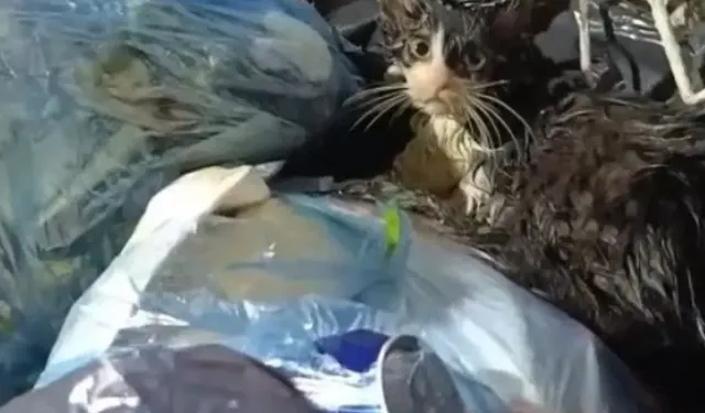 Poşete koyulup çöpe atılan kedi kurtarıldı