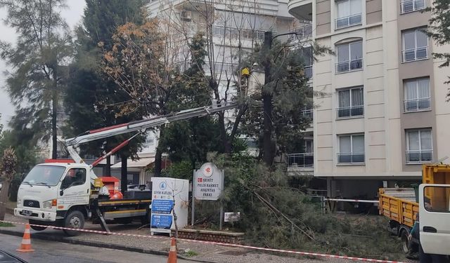 Budama çalışmaları sürüyor