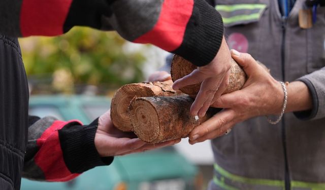 Budanan ağaçlar yuvaları ısıtıyor