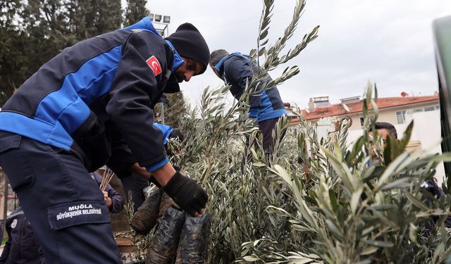 Büyükşehir'den Ula'da üreticiye zeytin ve ceviz fidanı desteği