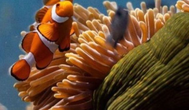 Okyanusların sessiz çığlığı İzmir'de