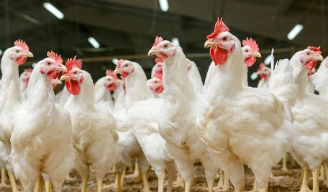 Ramazan öncesi tavuk fiyatlarında kritik karar