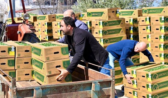 Gördes'te Üreticinin Yüzü Güldü