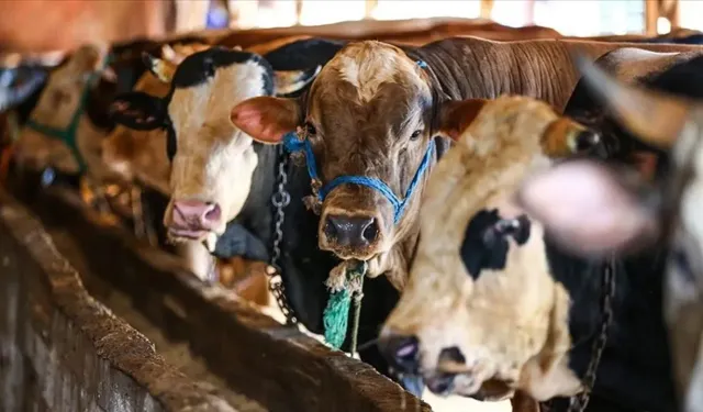 2026 kurbanlık fiyatları belli oldu