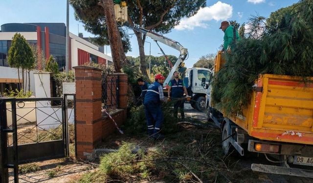 Efeler Belediyesi'nden yüksek çam ağaçlarına bakım