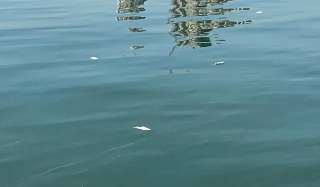 İzmir körfezi'nde kirlilik alarmı