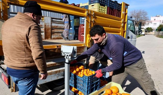 Mandalin üreticisine 5 milyon kazanç