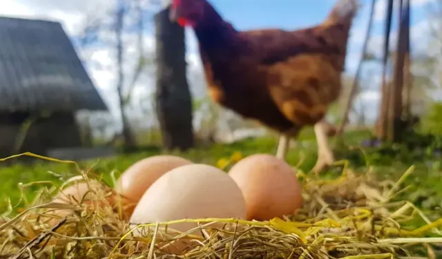 Tavuk eti ve yumurta üretiminde yıllık artış