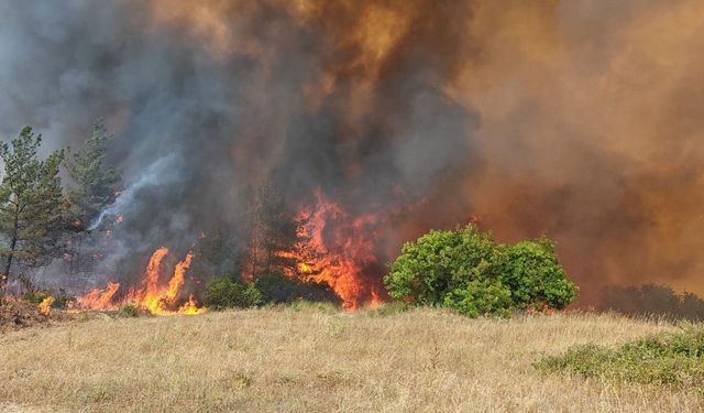 Çanakkale'de Orman Yangını Alarmı: 3 Gün Yasak