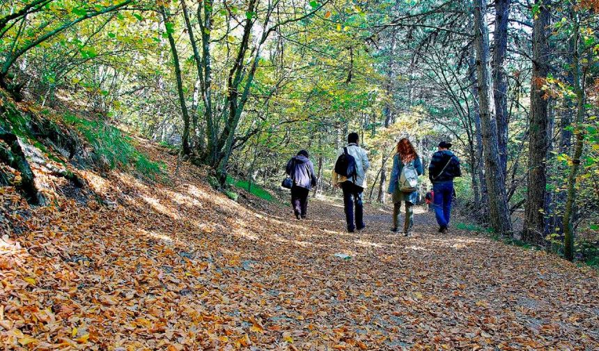 Ormanlara girişler yasaklandı: Tarih verildi