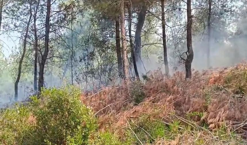 Adana’da orman yangını kontrol altına alındı