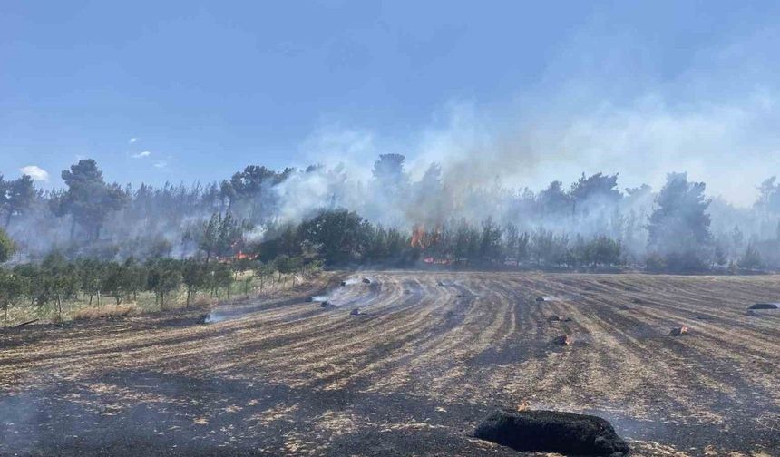 Çanakkale’deki orman yangını kontrol altına alındı