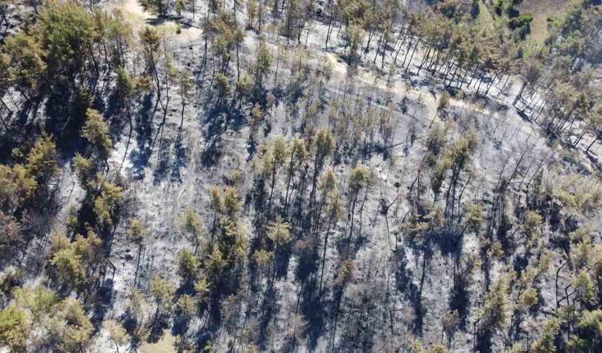 Adana’da 14 saatte 250 hektar orman yandı, acı bilanço havadan görüntülendi