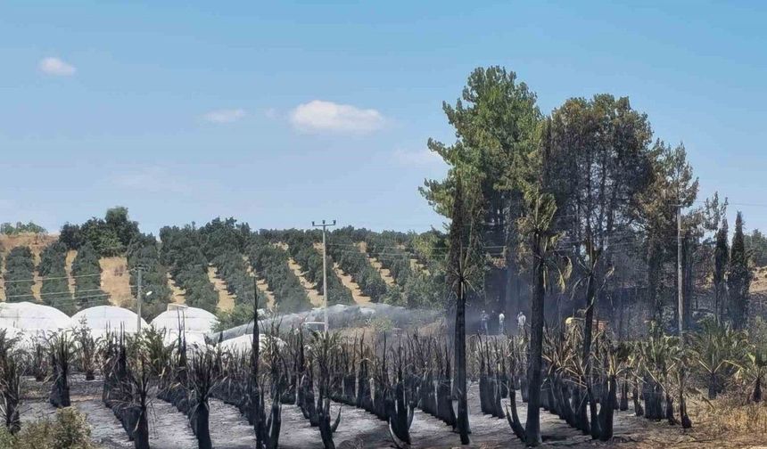 Antalya’da çıkan yangında palmiye ağaçları küle döndü