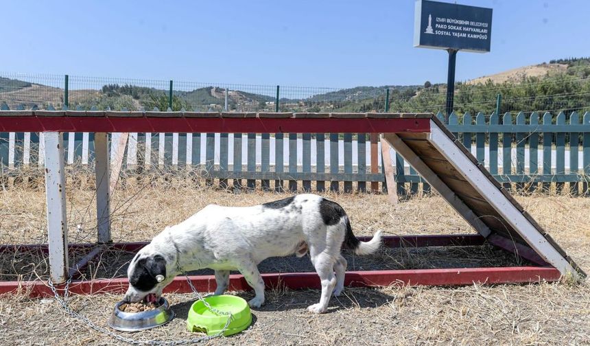 İzmir üretiyor, can dostlar tüketiyor