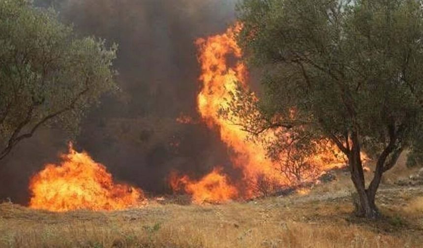 Manisa'daki yangın 20 saat sonra kontrol altında