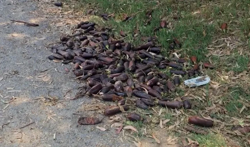 Tepki için patlıcanları sokağa dökmüştü... 17,2 milyon TL ceza kesildi