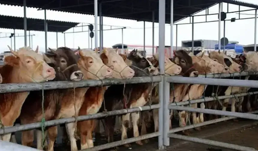 İzmirliler dikkat! Şap uyarısı verildi
