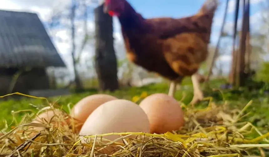 CİMER'e hayvan yasağı başvurusu köyü karıştırdı