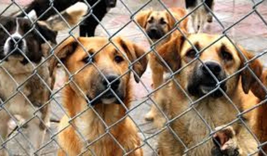 Datça'daki hayvan barınağındaki koşullar tepki topladı