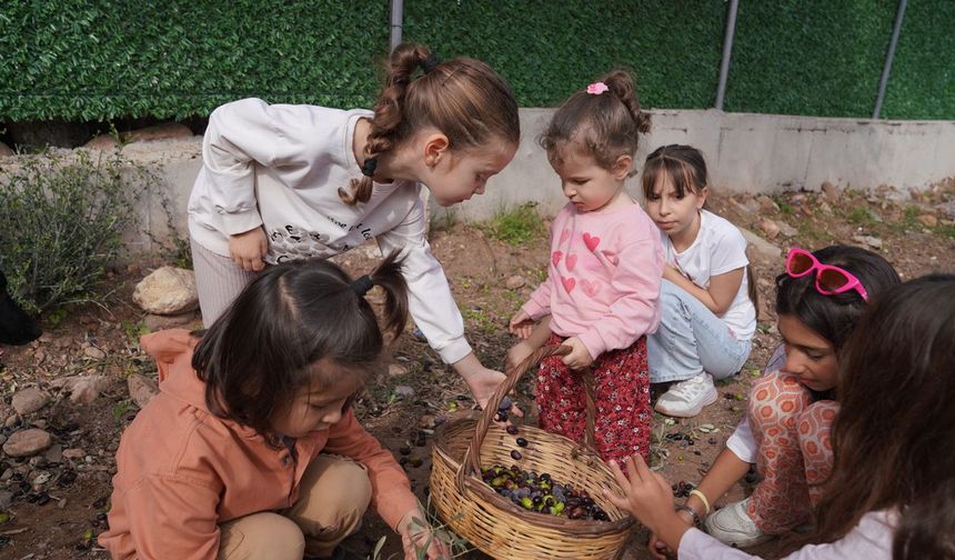 Seferihisar'da 2. Orhanlı Zeytin Hasadı Festivali başladı
