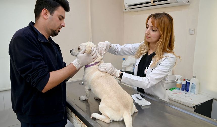 Kuşadası Belediyesi Veteriner İşleri Müdürlüğü'nden 'mikroçip' uyarısı