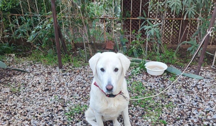 Datça'da köpeğe çarpan araç tepki çekti