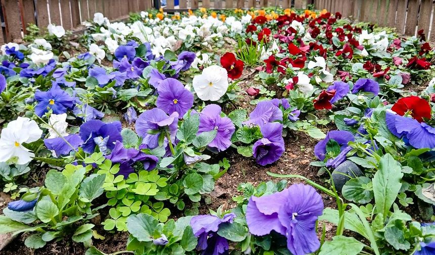 Efeler'de Sokaklar ve Parklar Renkleniyor