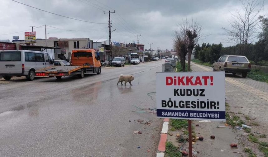 Hatay'da kuduz alarmı: 4 mahalle karantinaya alındı