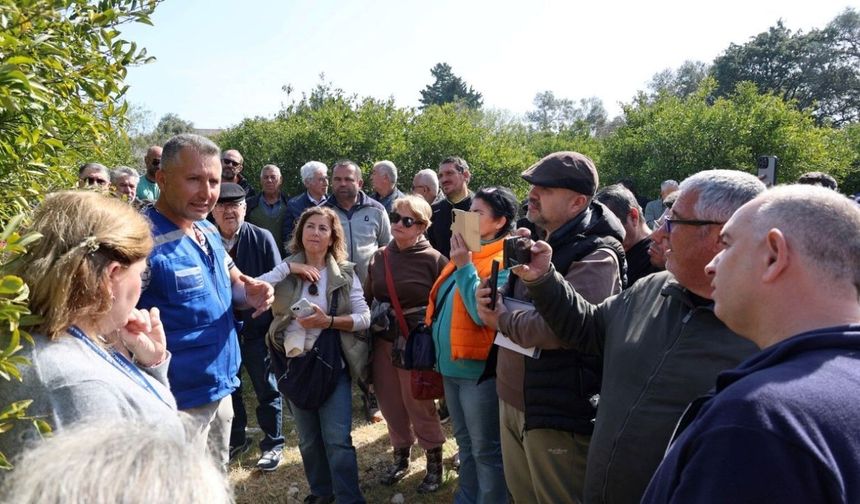 Bodrum'da ağaç budama eğitimi düzenlendi