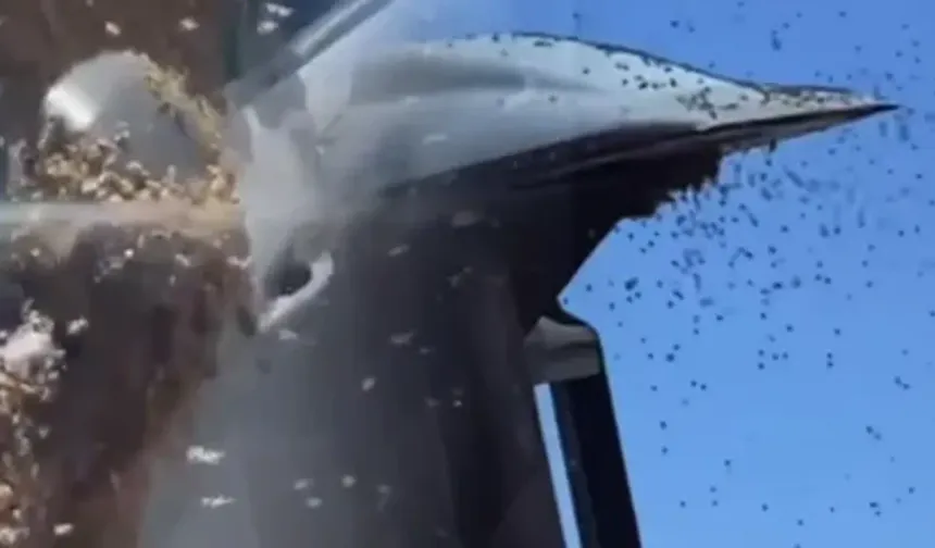 İsrail'de dev arı sürüleri hava trafiğini durdurdu