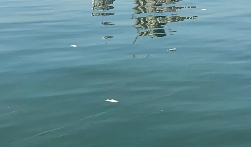 İzmir körfezi'nde kirlilik alarmı