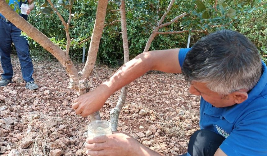 Kırsalda üretim ve dayanışma büyüyor