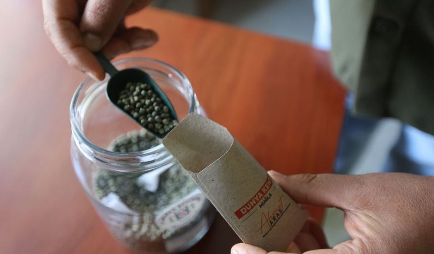 Muğla'nın ata tohumları ülke toprakları ile Buluşuyor