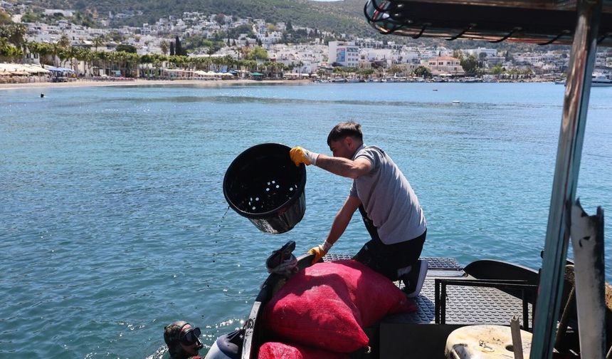 Deniz dibi temizliği Kumbahçe'de başladı