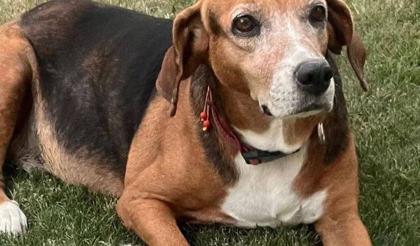 Seferihisar'daki gizemli köpek kayıplarında iz yok
