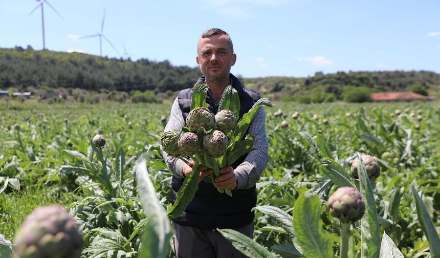 Seferihisar'ın enginar için hasat sezonu başladı