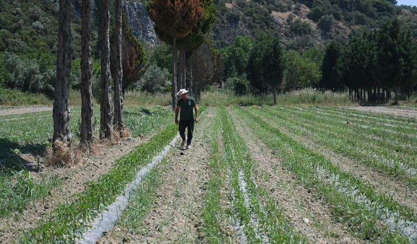 Ada bahçe yaz hasadına gün sayıyor