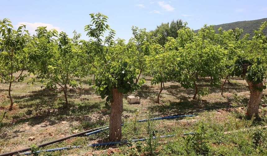 Muğla'da kozalar berekete dönüştü