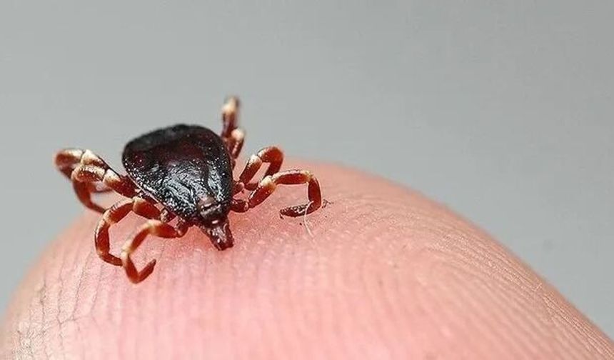 Kene ısırığı bir can daha aldı