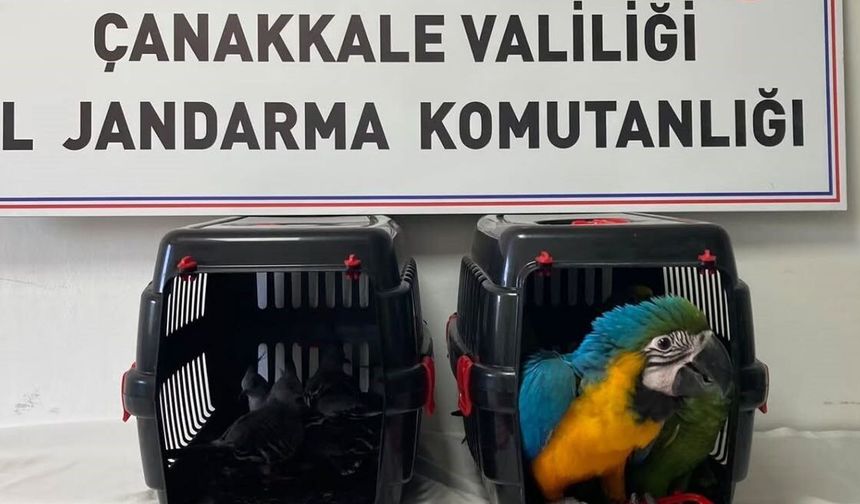Nesli tehlikede olan egzotik kuşlara köprü gişelerinde el konuldu