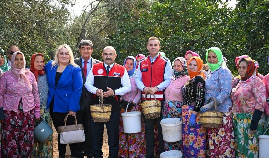 Akın, Altınova Mahallesi'nde gerçekleştirilen zeytin hasadına katıldı