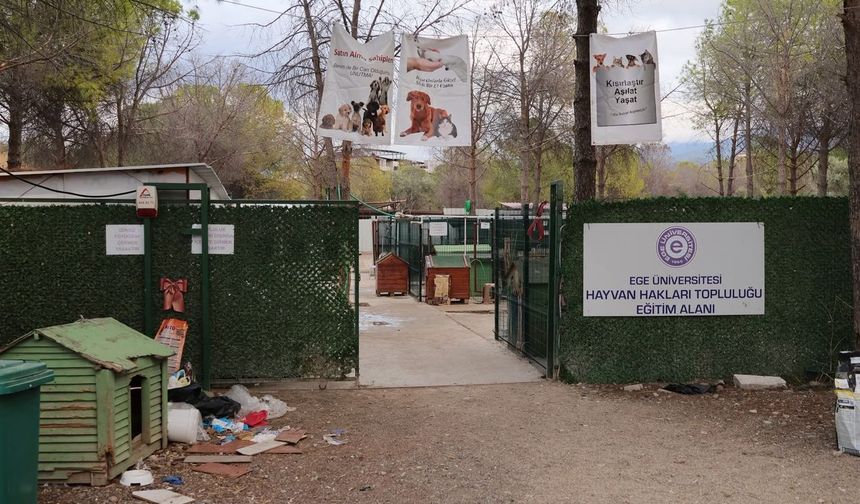 'Yurt' iddiasıyla 160 köpek barınaktan alındı!