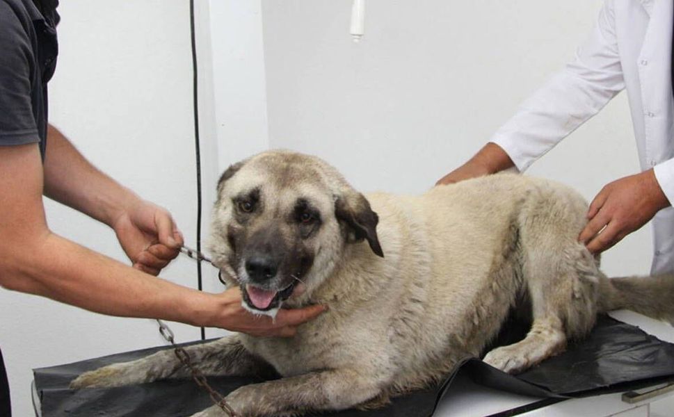 Giresun'da köpeği ezen sürücü gözaltına alındı