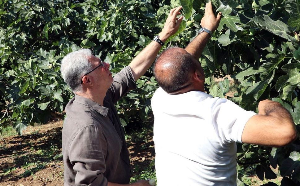Mudanya'da incir hasadı sürüyor