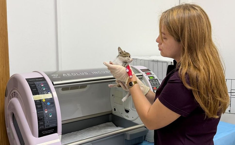 Bandırma'da şiddete uğrayan kediye Büyükşehir sahip çıktı