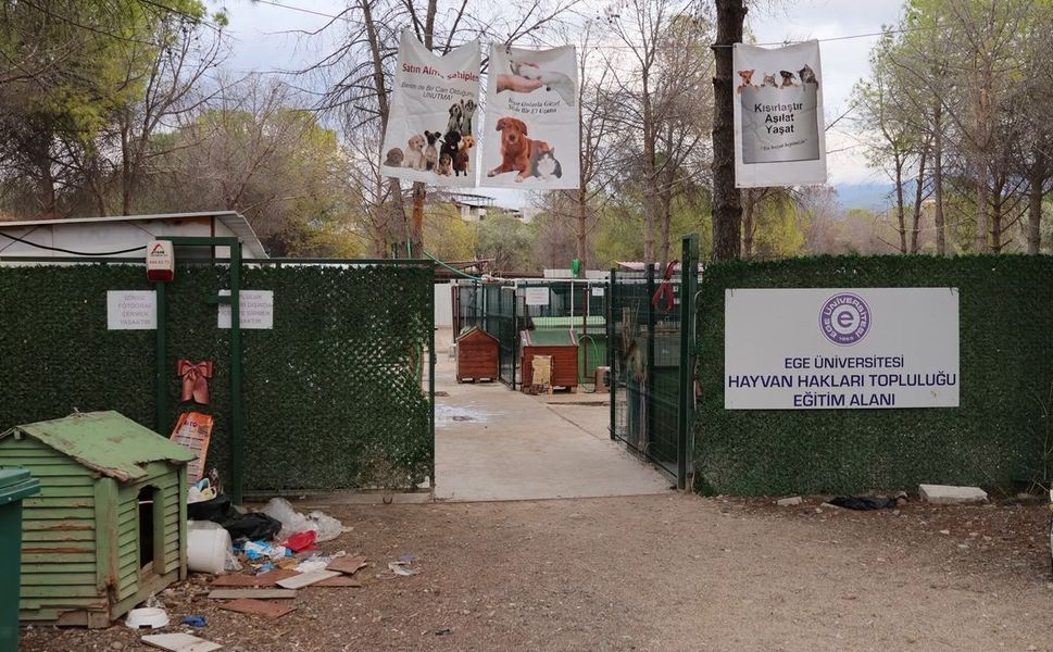 'Yurt' iddiasıyla 160 köpek barınaktan alındı!