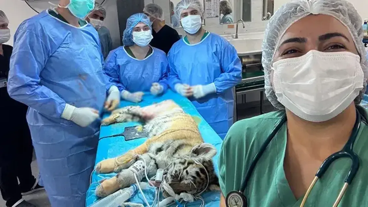 Yavru Amur Kaplanı ameliyatla sağlığına kavuştu